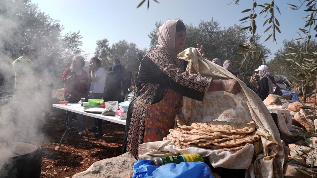 Batı Şeria'da Zeytin Hasadı ve Saldırılar