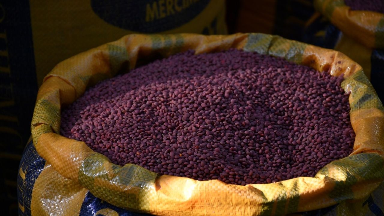 Batman'da Çiftçilere Mercimek Tohumu Dağıtımı Gerçekleşti