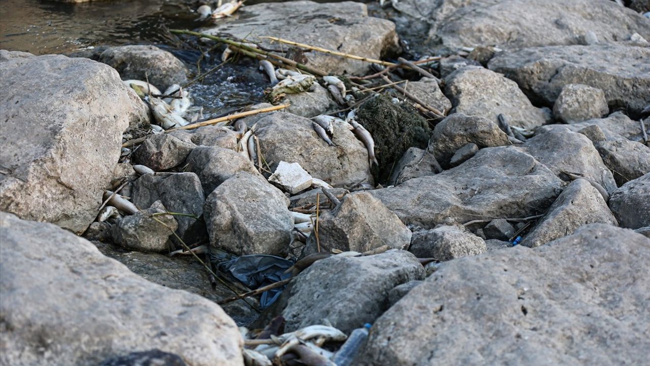 Ceyhan Nehri'nde Balık Ölümleri İçin İnceleme Başlatıldı
