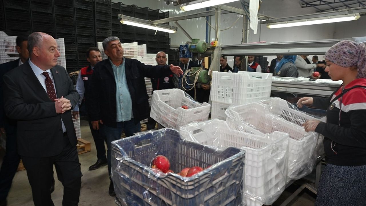 Denizli'de İhracatlık Nar Hasadı Başladı