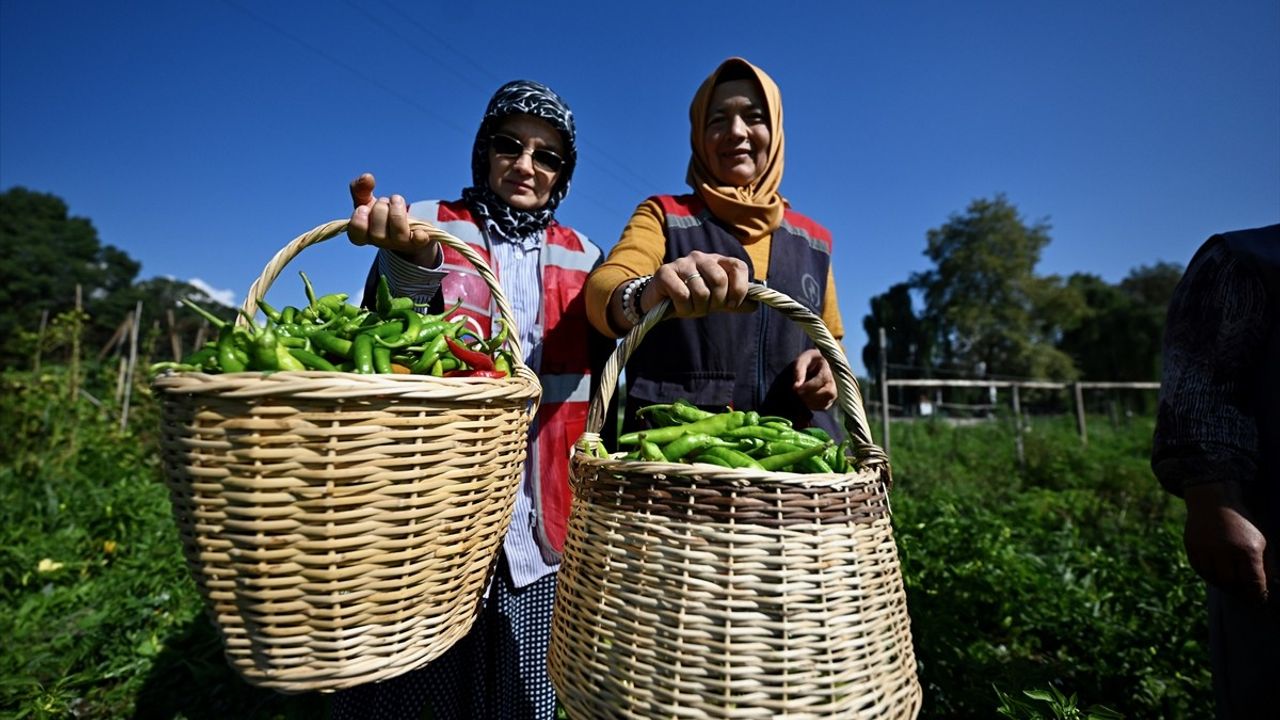 Düzce’de Kadınlar ve Gençler Tarımda İstihdam Ediliyor