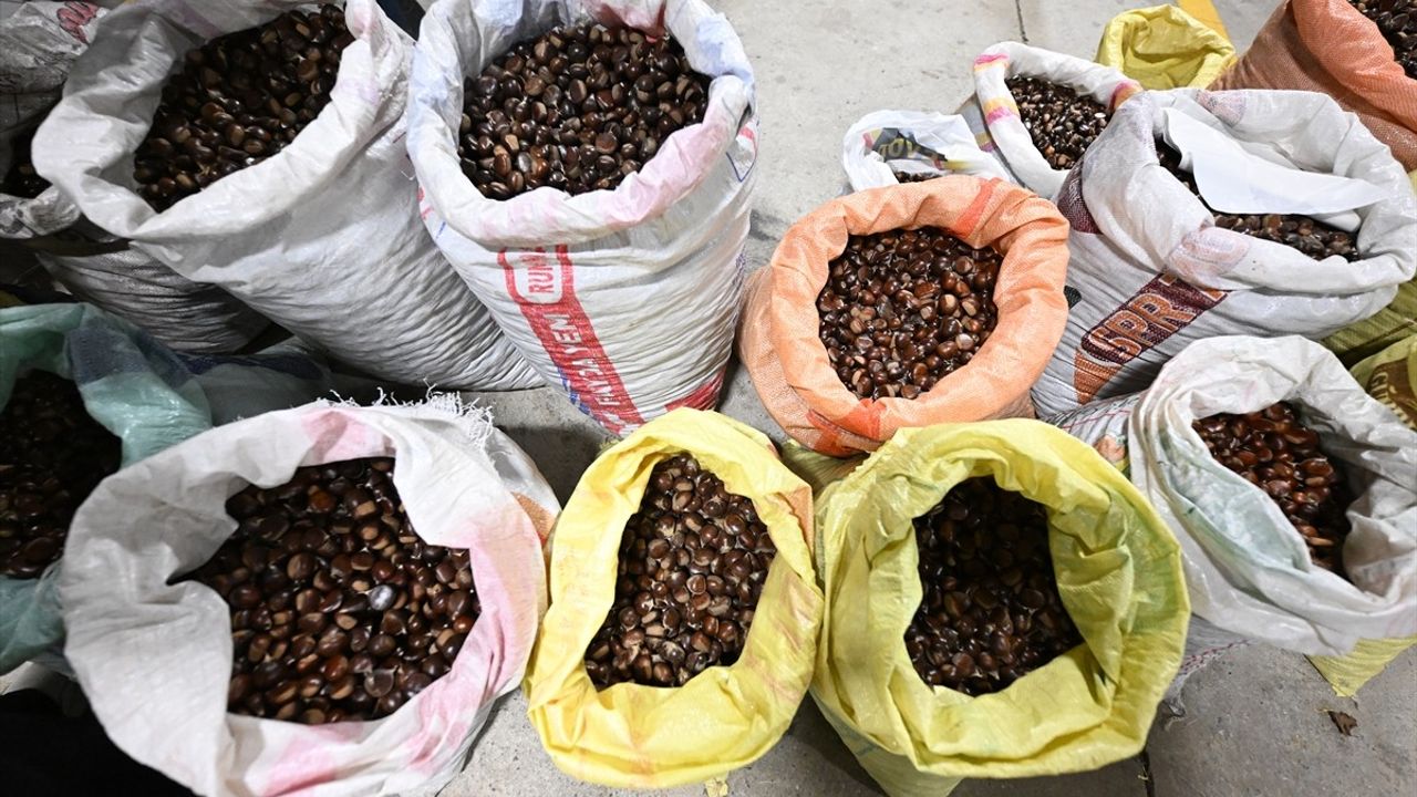 Düzce Kestane Mezatı Açıldı