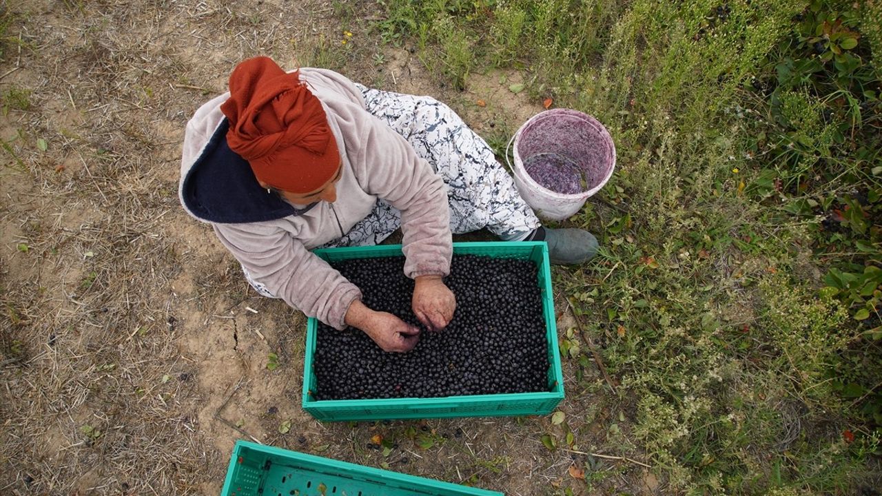 Edirne'de Aronya Hasadı Başladı
