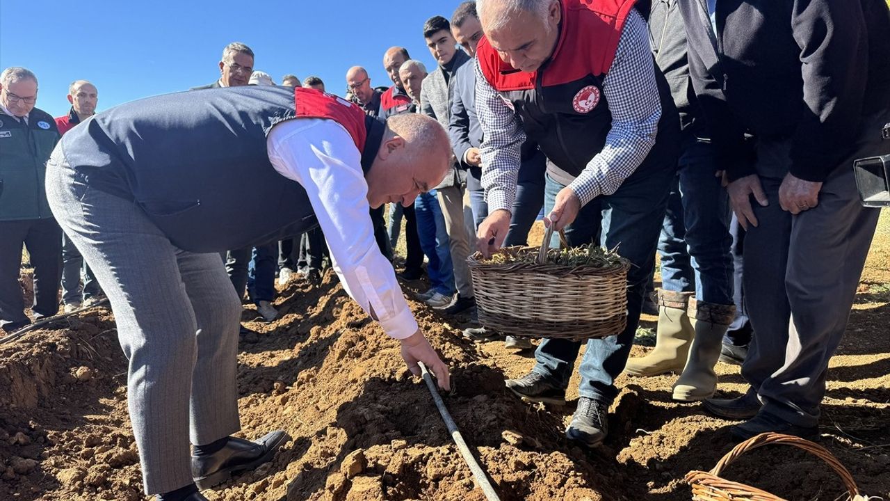 Elazığ'da Çilek Üretimi İçin 20 Bin Fide Dağıtıldı