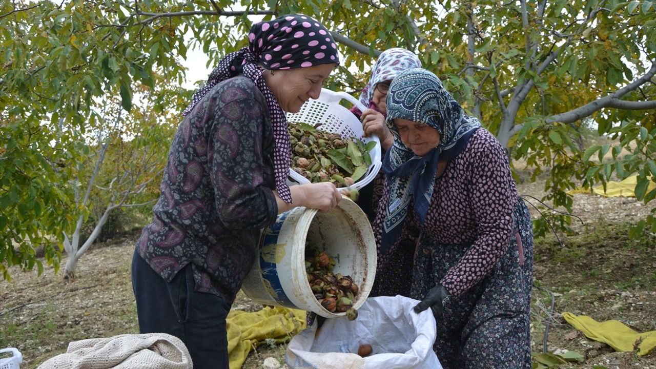 Emeklilik Sonrası Ceviz Üretimine Geçiş