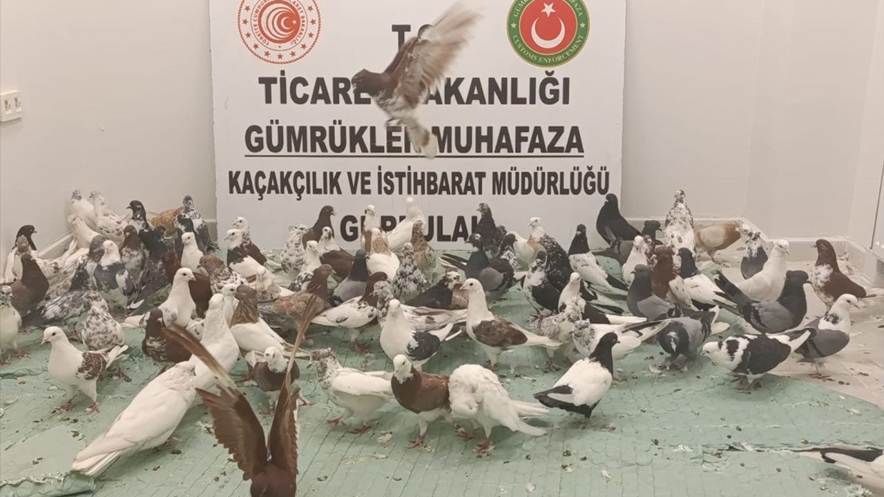 Gürbulak Gümrük Kapısı'nda 85 Cancan Cinsi Güvercin Ele Geçirildi