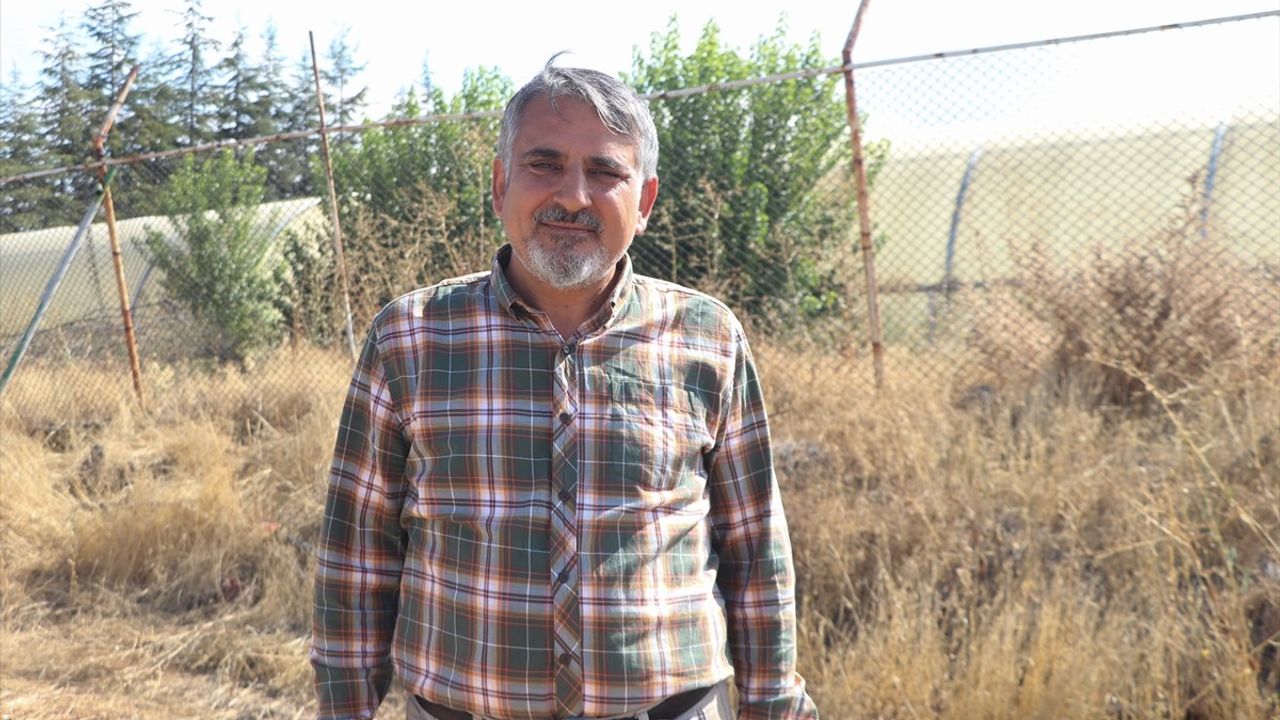 İklim Değişikliğine Dayanıklı Yerli Çim Çeşitleri Geliştiriliyor