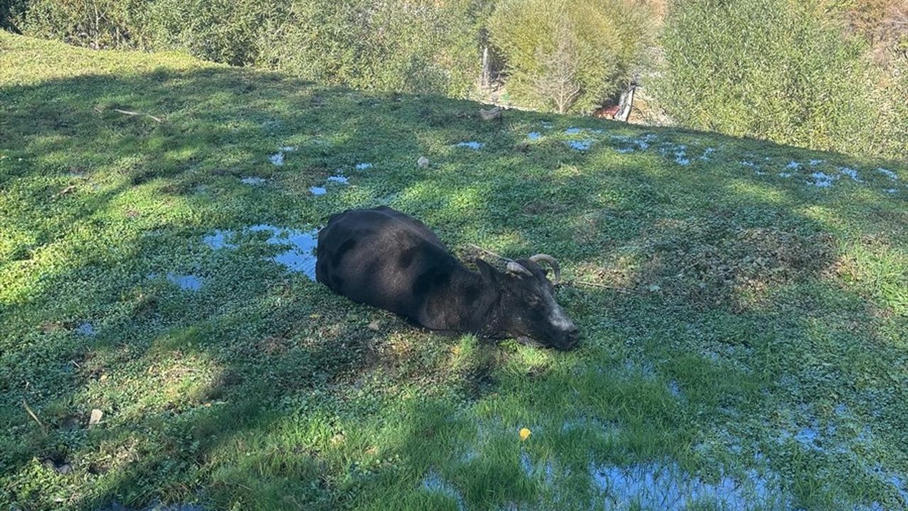 Isparta'da Bataklığa Saplanan Büyükbaş Hayvan Kurtarıldı