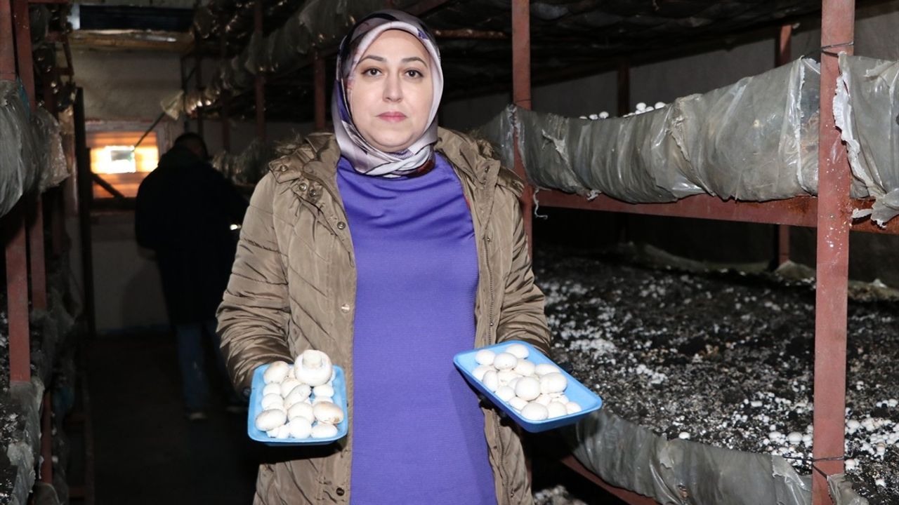 Kadın Girişimci Mantar Üretiminde İleriye Taşıyor