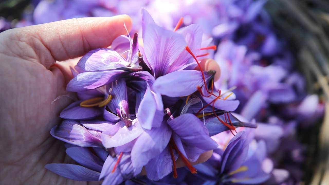 Karabük'te Safran Hasadı Devam Ediyor