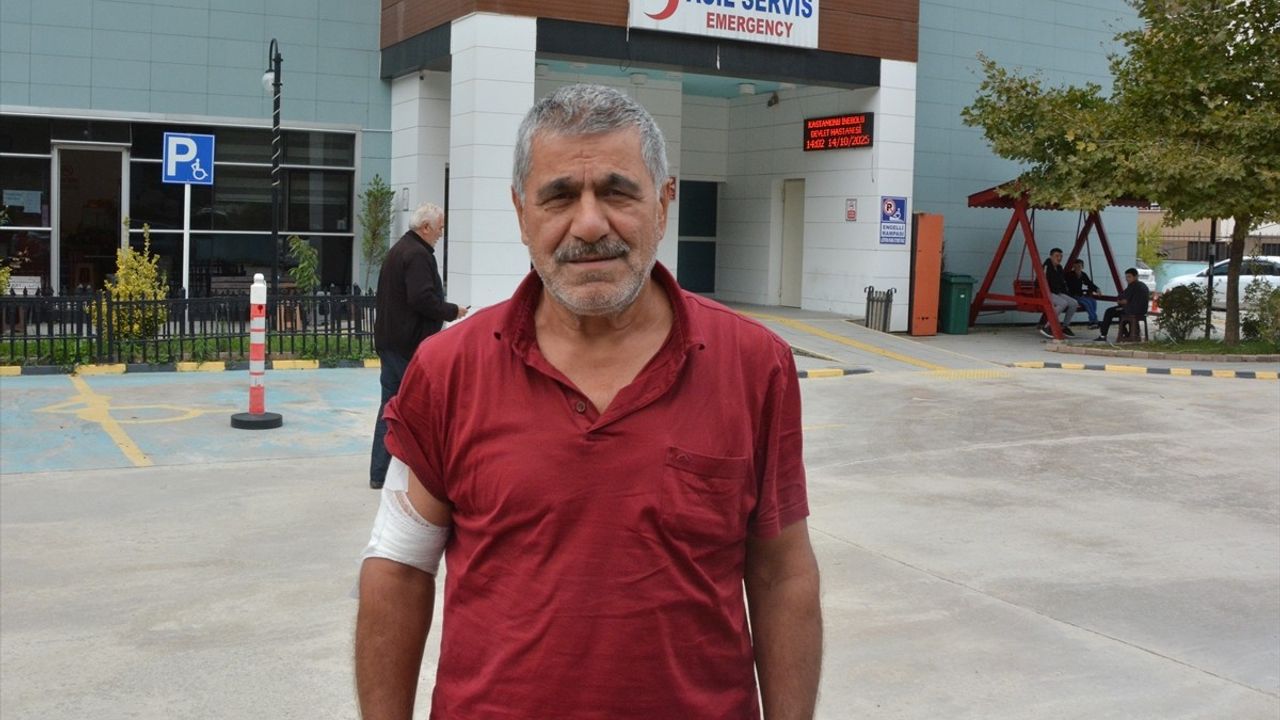 Kastamonu'da Ayı Saldırısı: Çiftçi Yaralandı