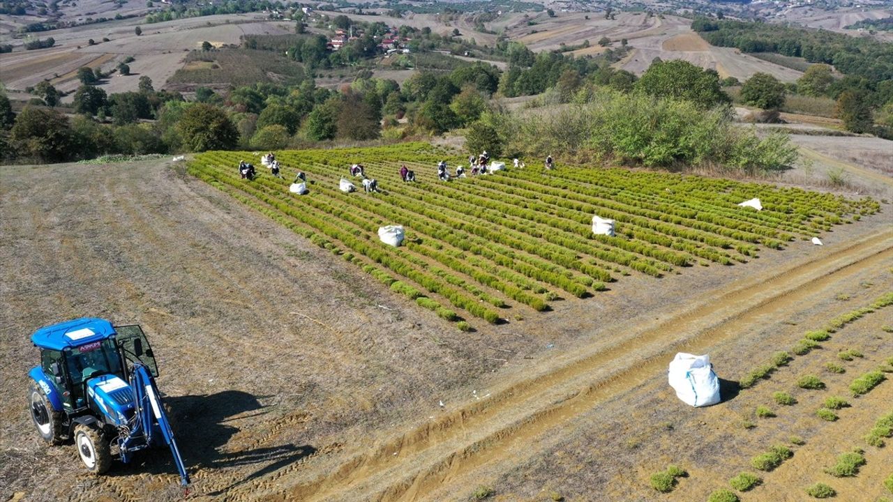 Kocaeli'de Biberiye Hasadı Başladı