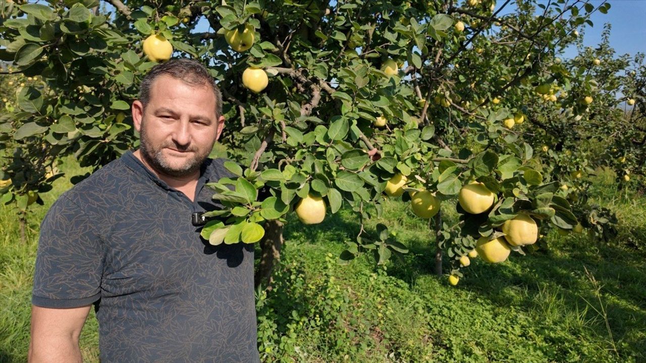 Kocaeli'nin Eşme Ayvası Hasat Sezonu Başladı