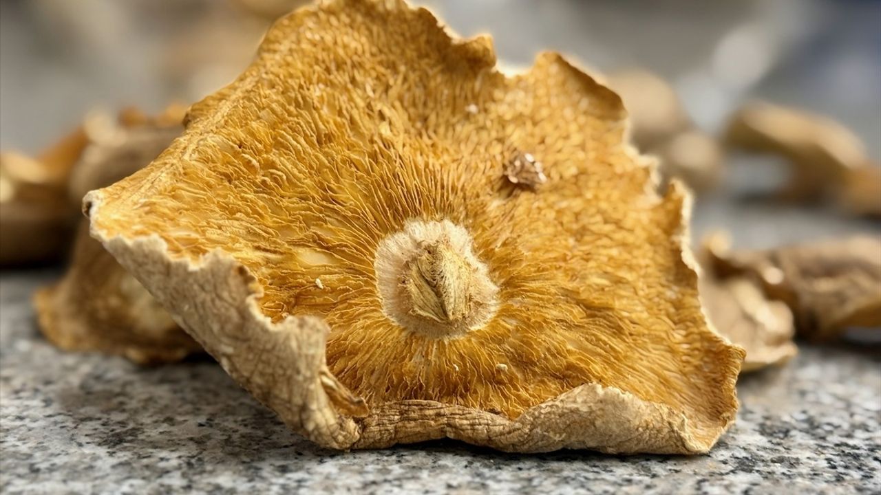 Mantar Zehirlenmelerine Karşı Uzman Uyarısı
