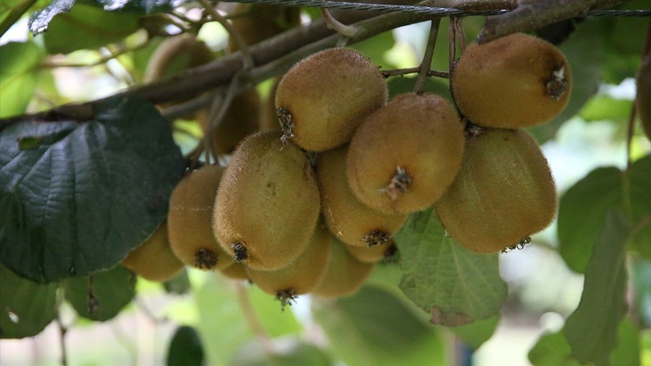 Ordu Kivisi Kilogram Fiyatı Belirlendi