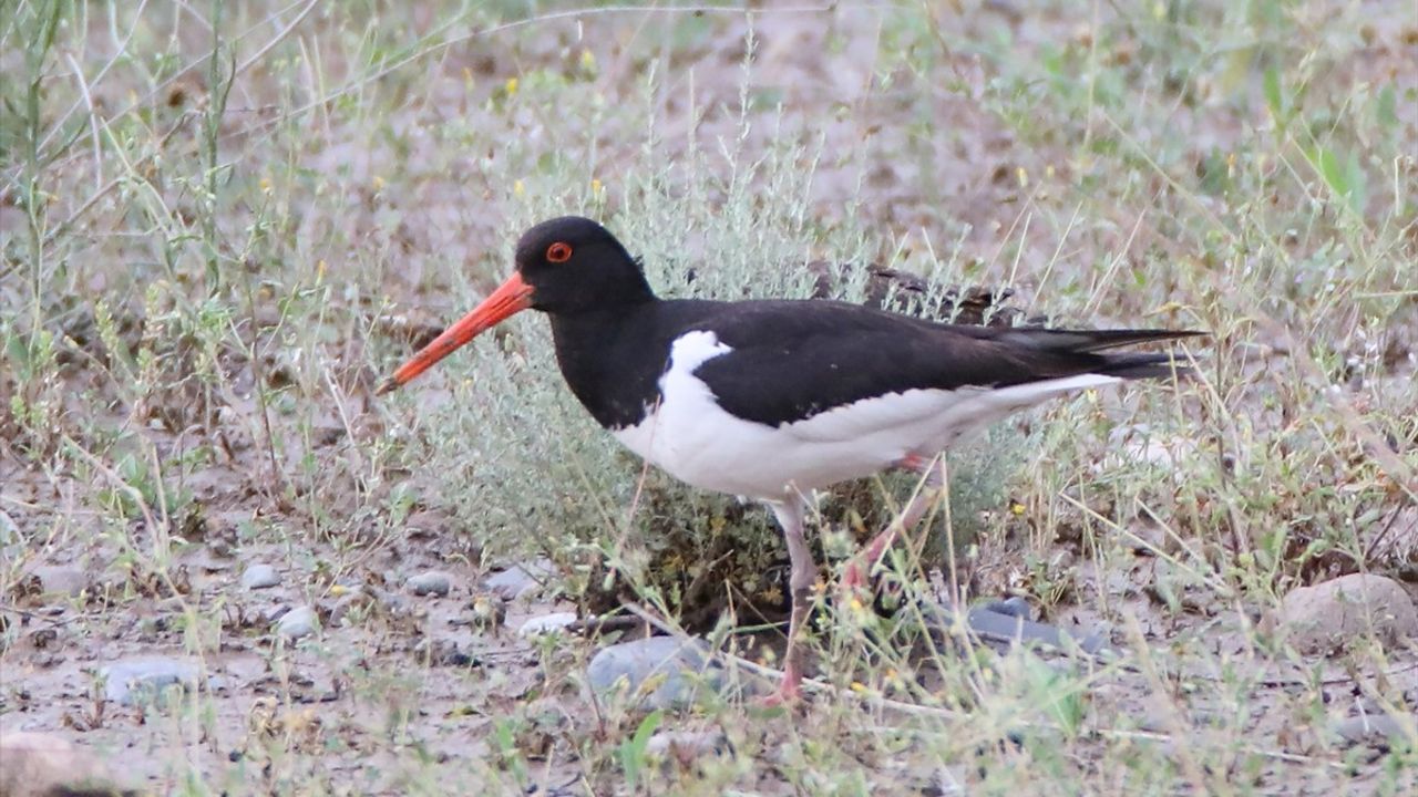 Poyraz Kuşunun 8 Ülkede Göç Yolculuğu