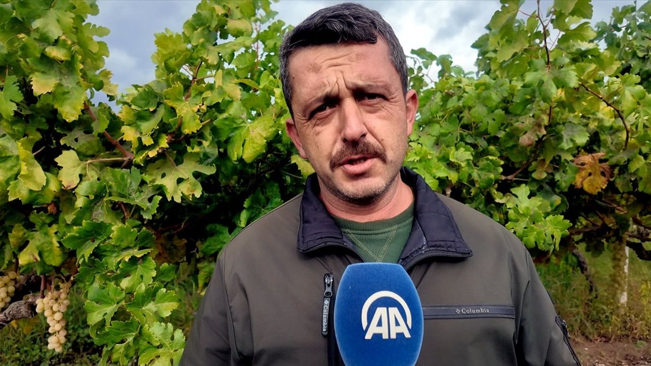 Sakarya'da Üzüm Üreticileri Hırsızlığa Karşı Nöbette