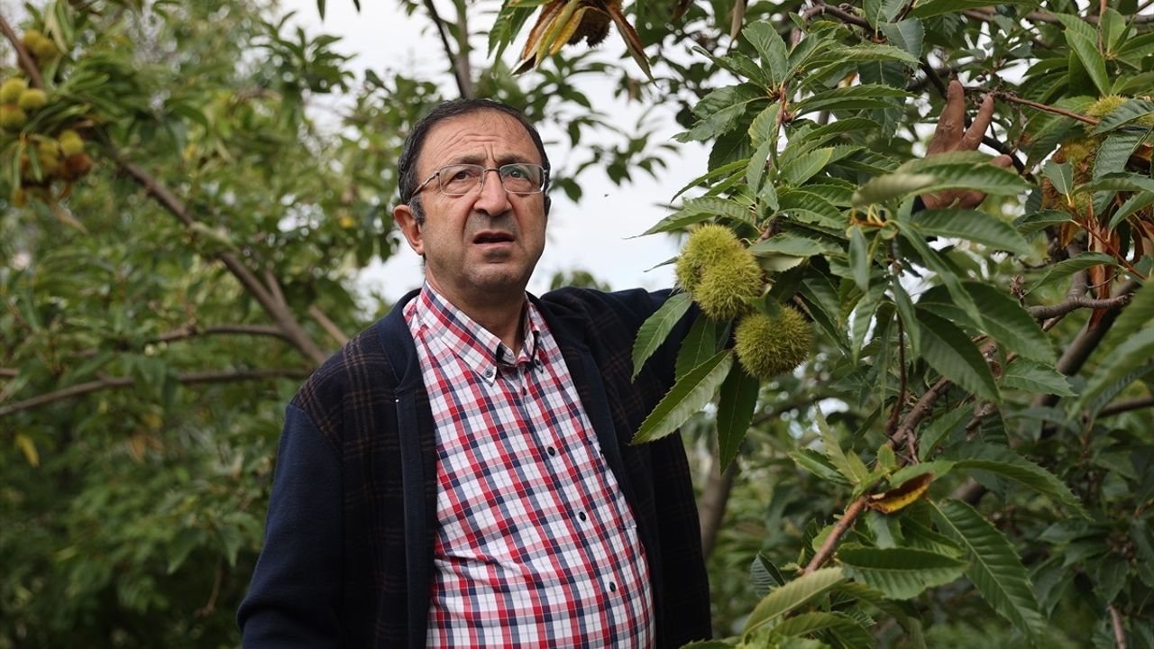 Samsun'da Kestane Kanseri ve Gal Arısına Dayanıklı Türler Üretiliyor