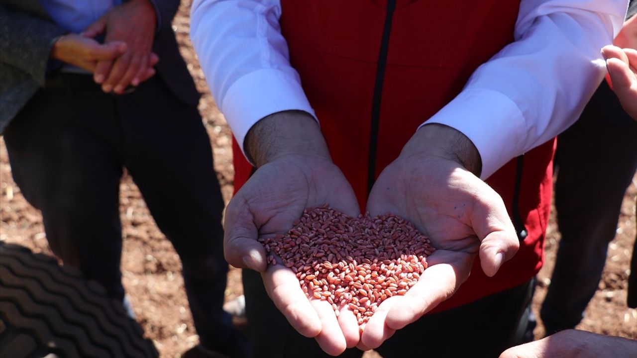 Sivas'ta Yerli Buğday ve Arpa Çeşitlerinde Deneme Ekimi Başladı