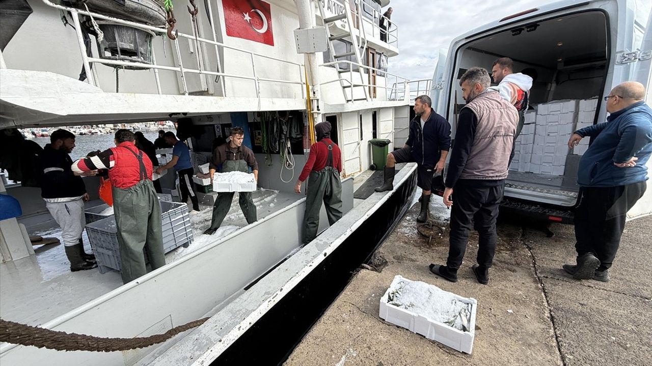 Tekirdağ'da İstavrit Bolluğu Balıkçıları Sevindiriyor