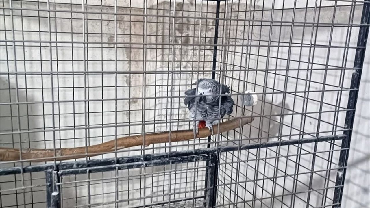 Tekirdağ'da Kaçak 21 Papağan Ele Geçirildi