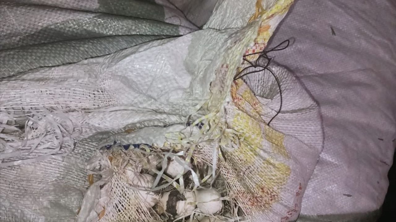 Tunceli'de Endemik Dağ Sarımsağı Toplayana 557 Bin Lira Ceza