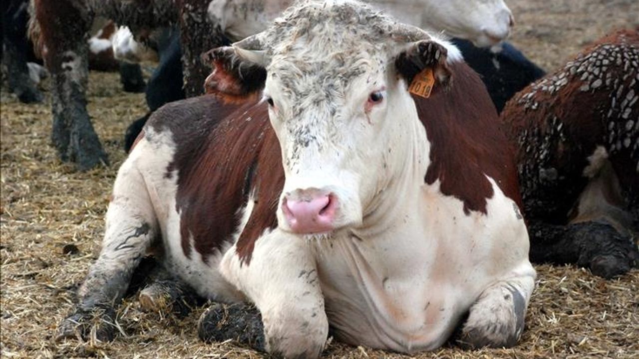 Türkiye'de Deli Dana Endişesi: İki Vaka Tespit Edildi