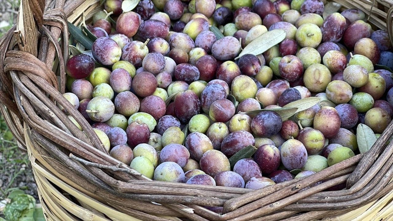 Türkiye'nin Zeytin Rekoltesi Beklentisi