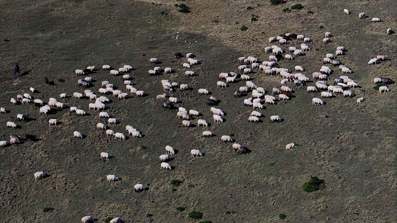 Zigana Dağı'nda Sonbahar Mesaisi: Besiciler İş Başında