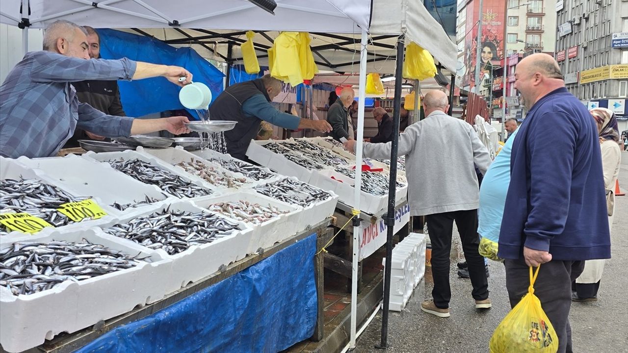 Zonguldak Balık Tezgahlarında Hamsi Bolluğu
