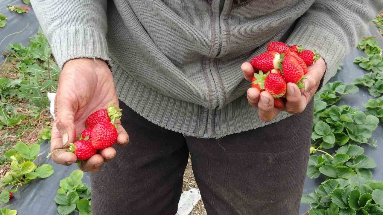 85 yaşındaki İbrahim Çakmakçı'nın 'Hayır Bahçesi'nde ücretsiz ikram