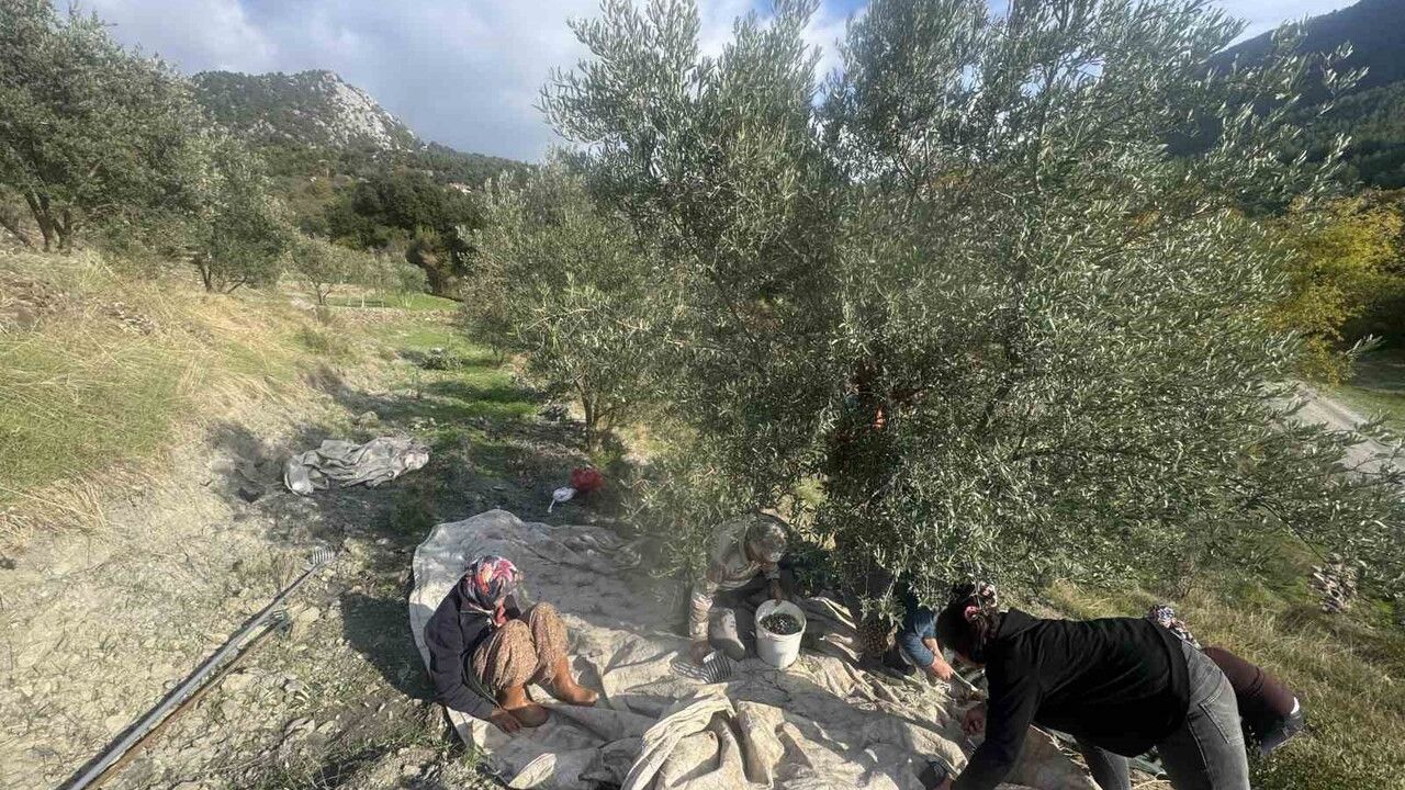 88 yaşındaki Emine Aksoy, Çukurköy'de zeytin hasadına devam ediyor