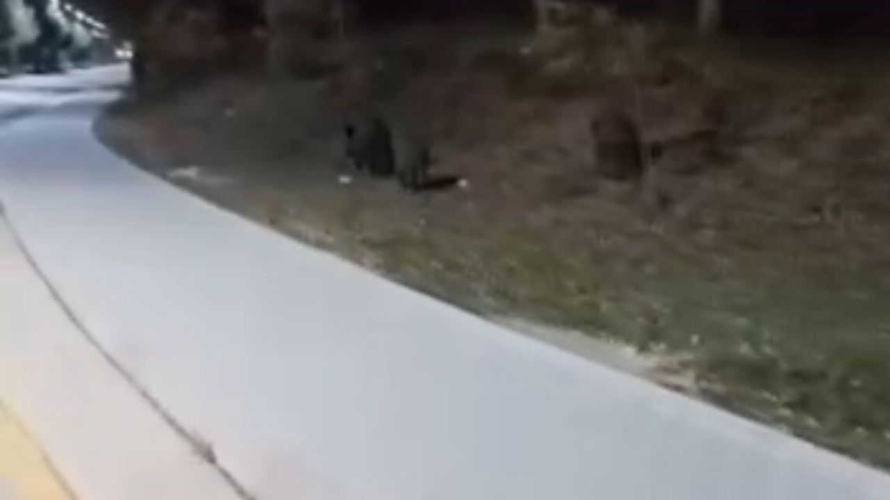 Aç kalan yaban domuzları BAİBÜ kampüsünde yiyecek aradı