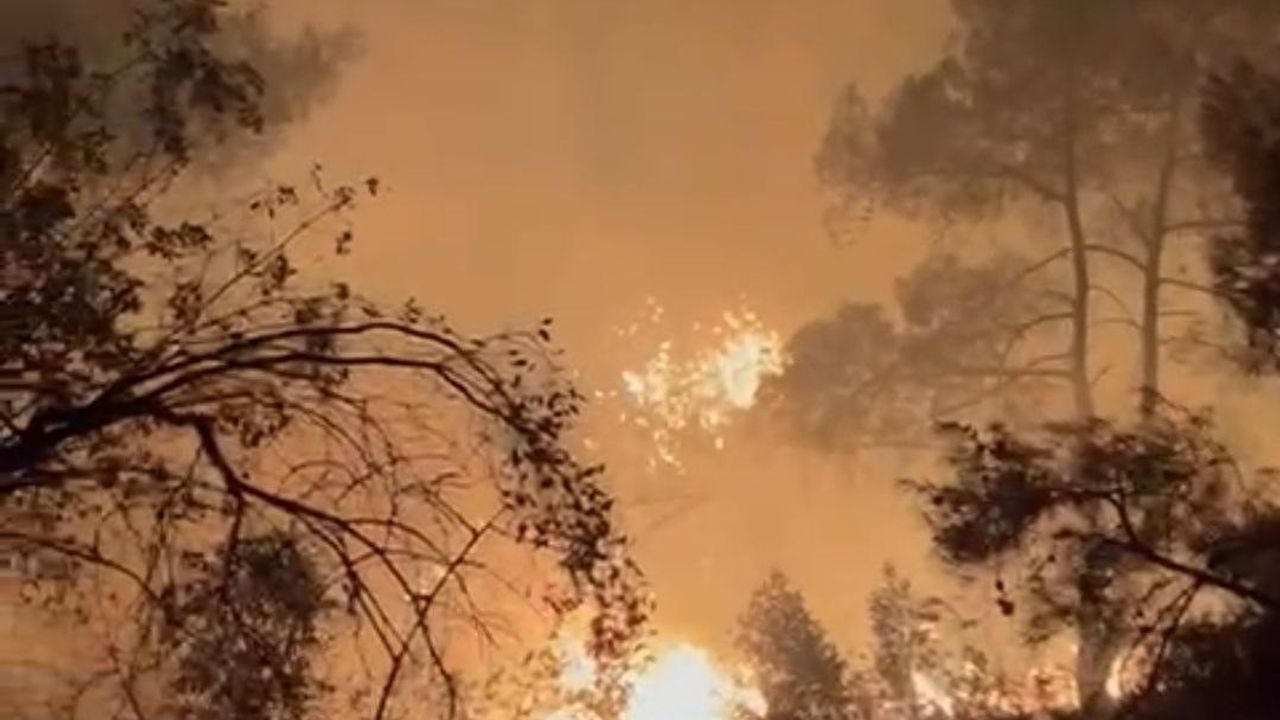 Adana'da Dörtler Mahallesi'nde orman yangını büyümeden söndürüldü