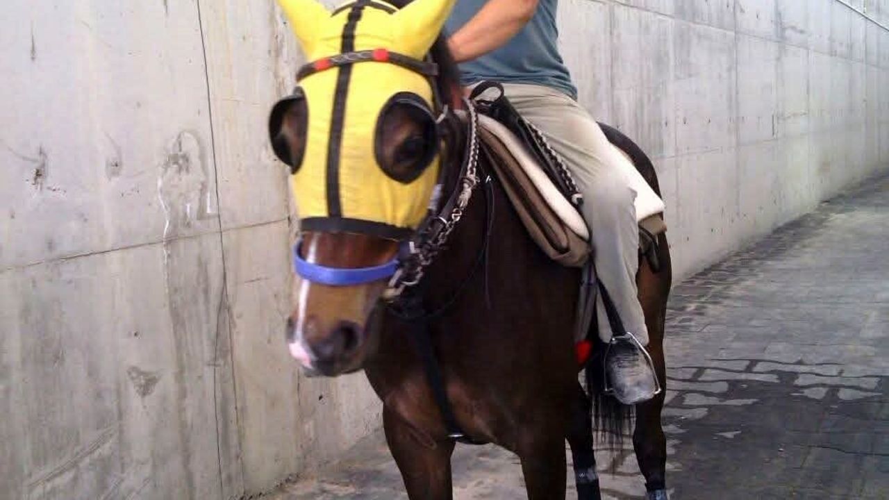 Adana'da kırmızı ışıkta çarpan araç seyisin yaşamını yitirmesine yol açtı