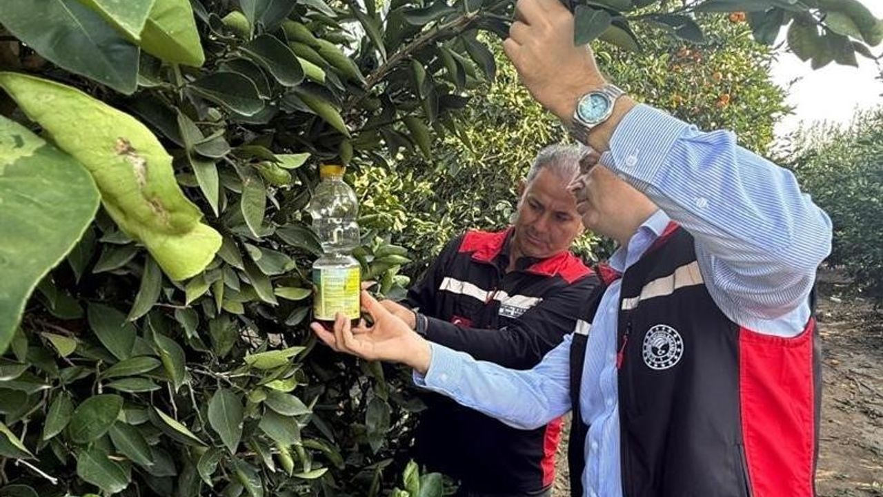 Adana'da narenciye hasadıyla Akdeniz meyve sineğine karşı yoğun mücadele