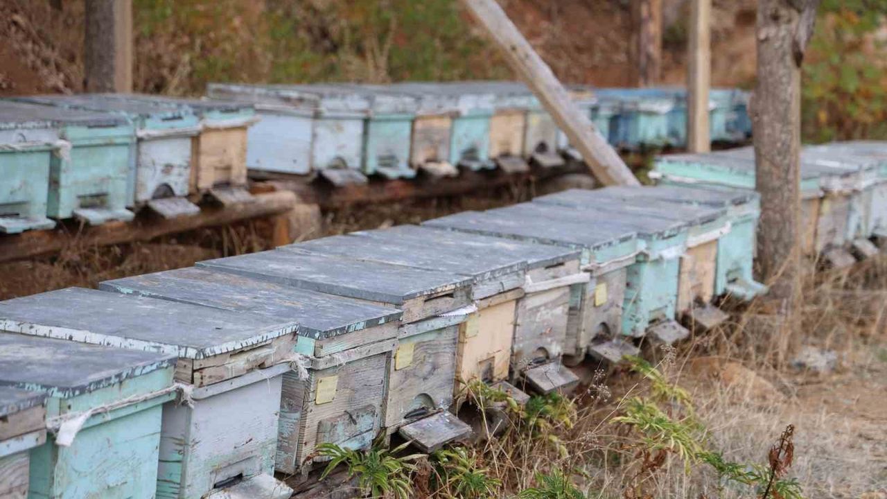 Adana'da pastırma sıcakları arıların kışlamasını engelledi