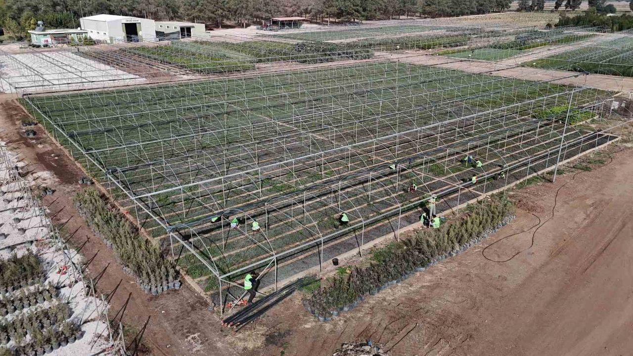 Adana’da yanan ormanlar milyonlarca fidanla yeniden yeşerecek