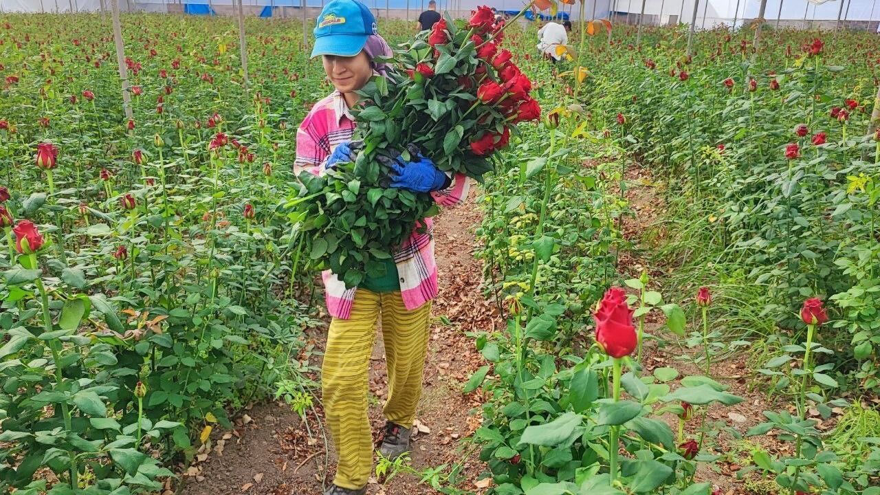 Adana seralarında gül hasadı başladı