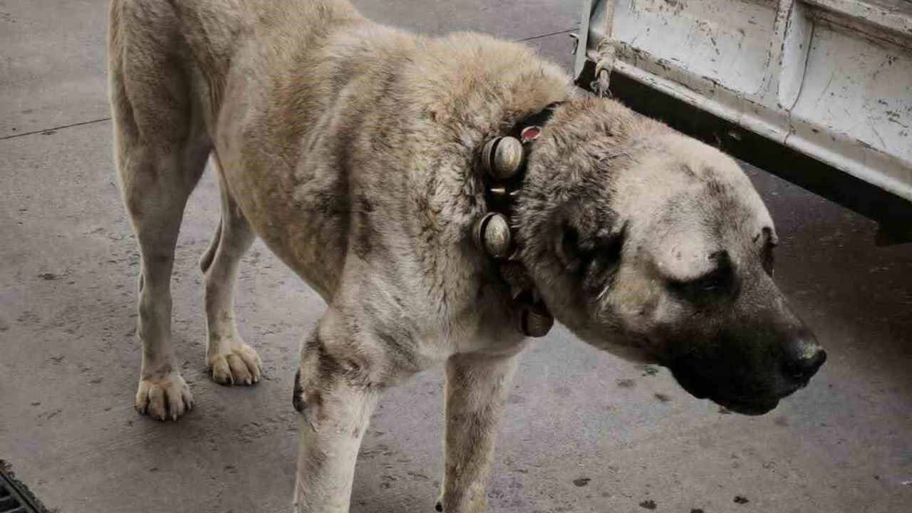 Afyonkarahisar'da jandarmadan köpek dövüştürme operasyonu: 12 gözaltı