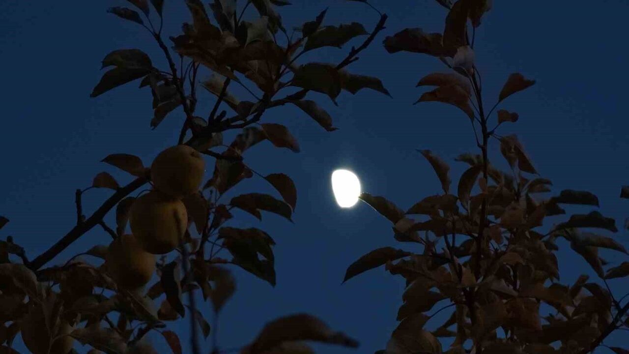 Ahlat'ta ağaç dalları arasında beliren yarım ay kartpostallık görüntüler oluşturdu