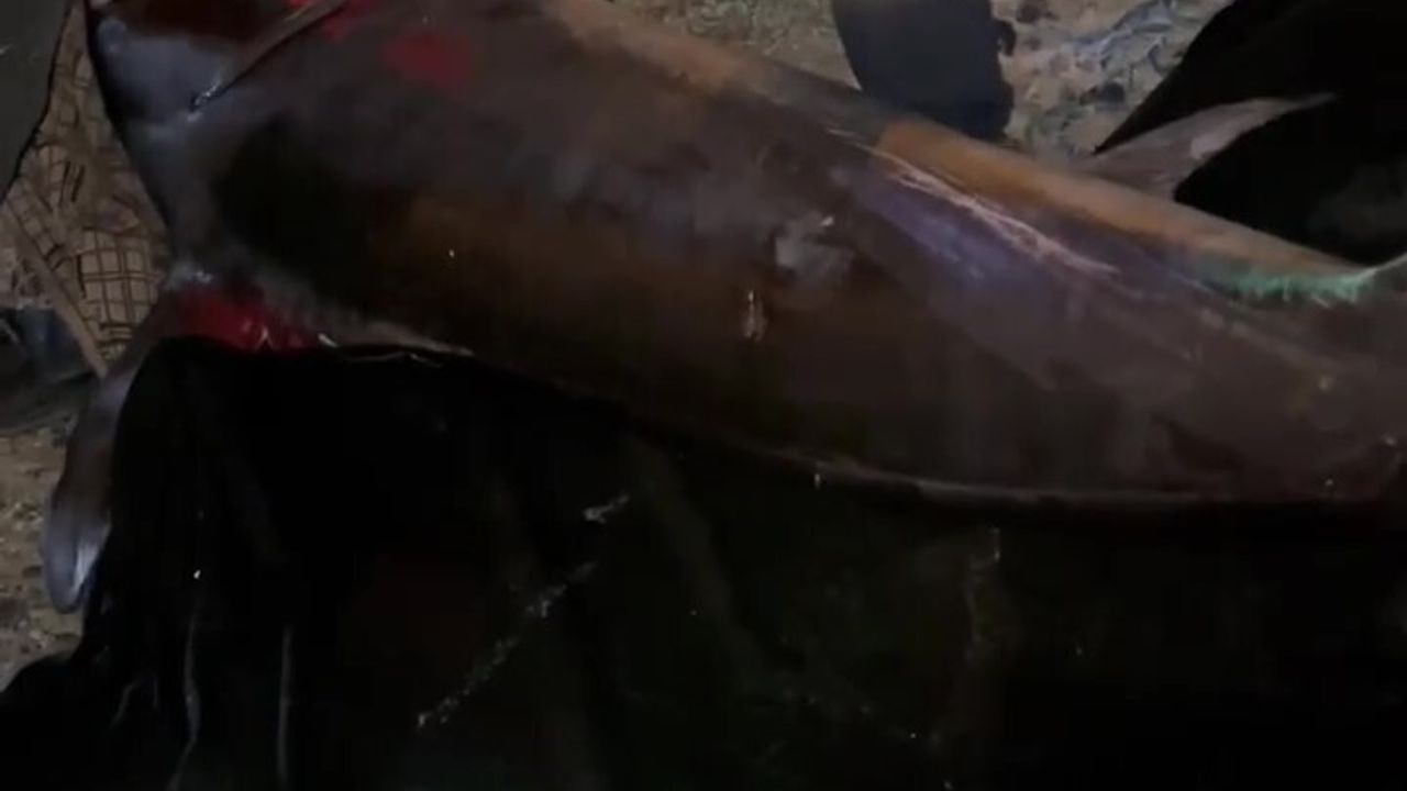 Akdeniz’de 115 kilogramlık kılıç balığı tekneye çekildi