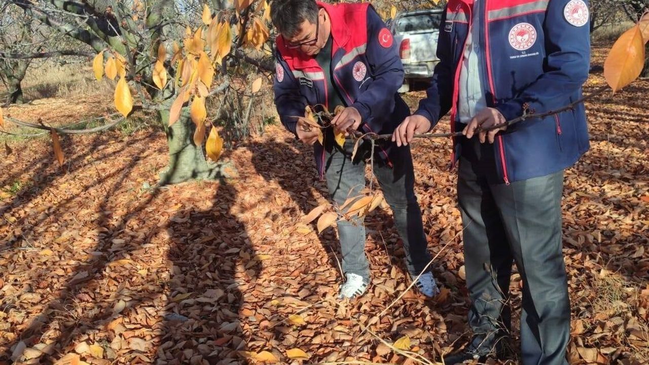 Akşehir'de kiraz bahçelerinde kapsamlı saha incelemesi