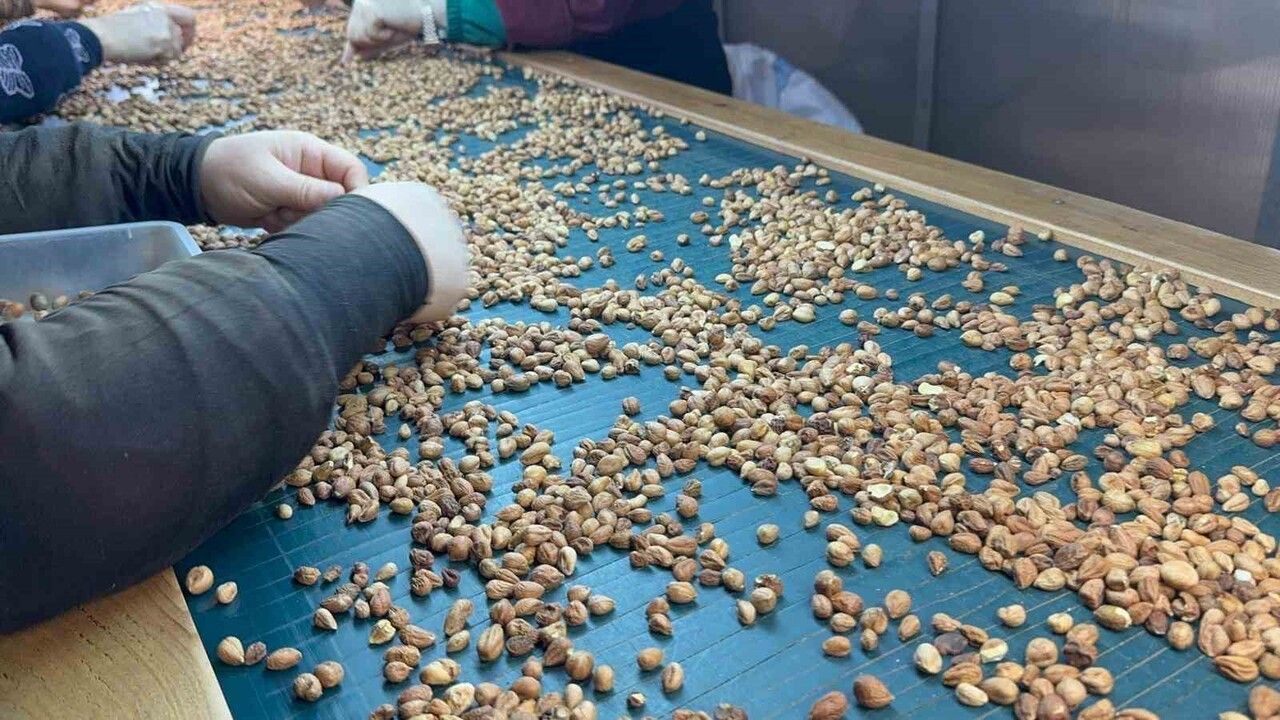 Alaplı'da fındık fiyatları yatay; tüccarlar rekolte ve ihracatı bekliyor