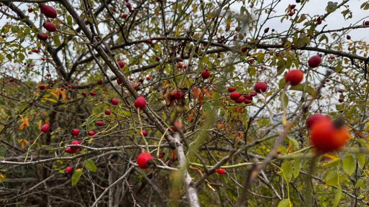 Alaplı ormanlarında kuşburnu hasadı başladı