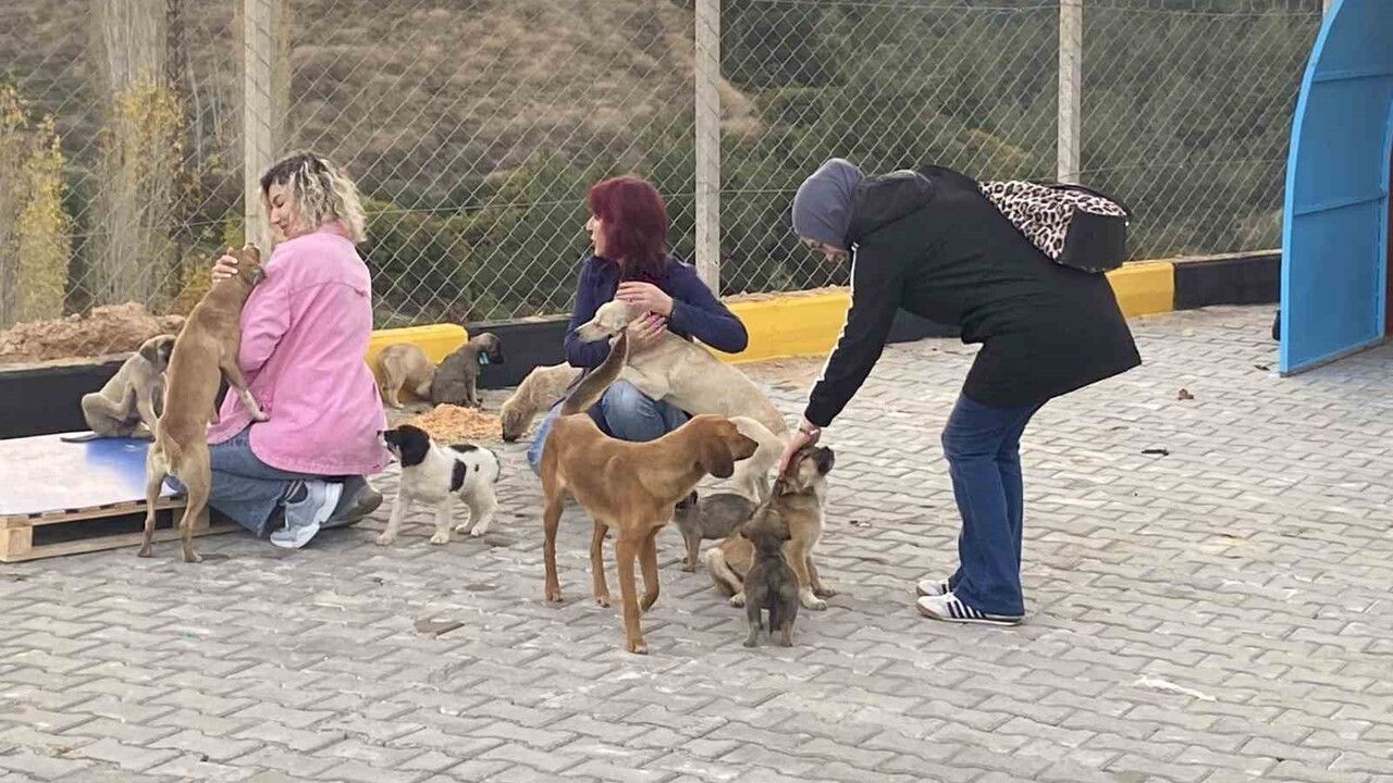 Alaşehir'de 30 dönümlük sokak hayvanları doğal yaşam alanı açıldı
