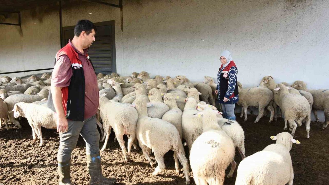 Aliağa’da 110 üreticiye 210 hibeli küçükbaş teslimi tamamlandı