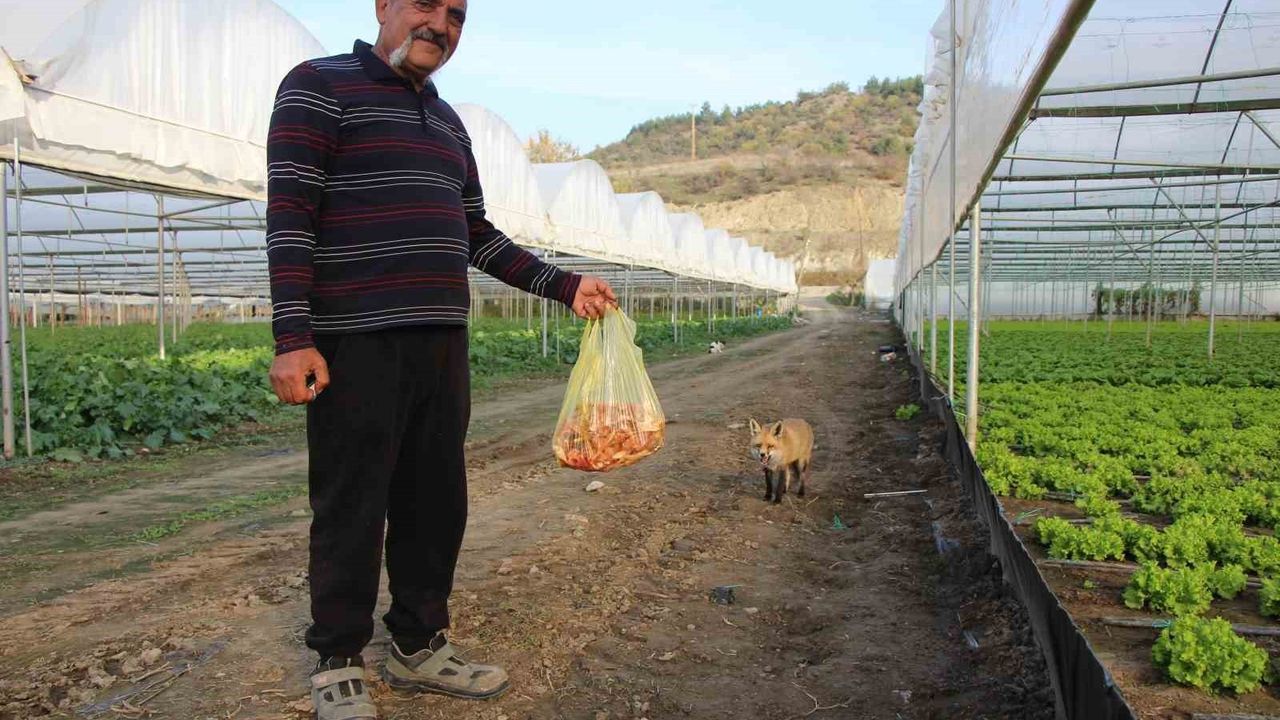 Amasya'da çiftçi ile tilki 'Eylül'ün sıra dışı dostluğu