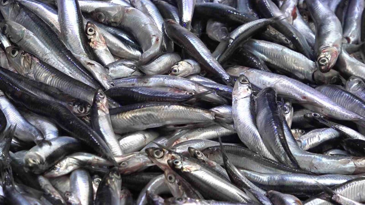 Amasya'da Taze Hamsi Fiyatları Düşüyor