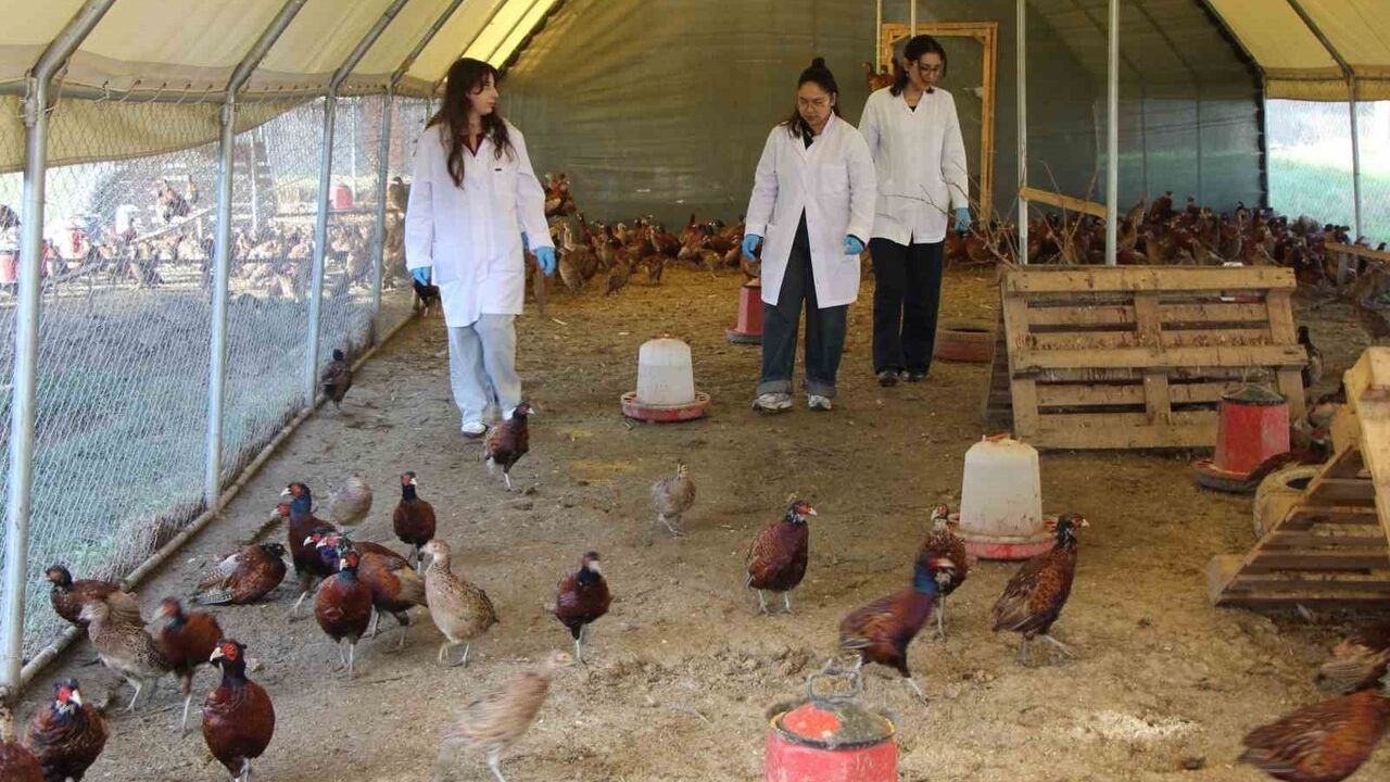 Amasya Üniversitesi öğrencileri Suluova MYO'da sülün yetiştiriyor